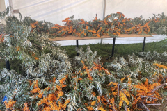 Sea-buckthorn-17