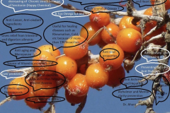 Sea-buckthorn-21