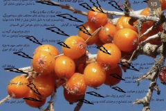 Sea-buckthorn-22
