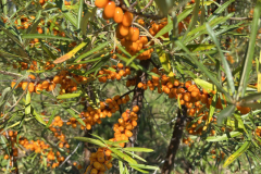 Sea-buckthorn-23