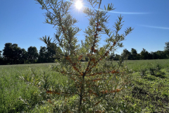 Sea-buckthorn-24