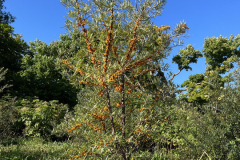 Sea-buckthorn-25