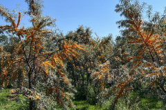 Sea-buckthorn-26