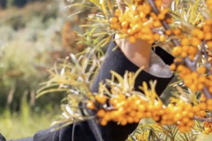 Sea-buckthorn-7
