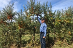 Sea-buckthorn-trees-fruit-leeps-11