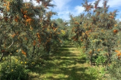 Sea-buckthorn-trees-fruit-leeps-12