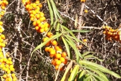 Sea-buckthorn-trees-fruit-leeps-4