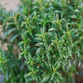خواص مرزه سیب آس