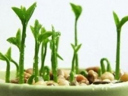 روش کاشت هسته مرکبات (Citrus Seed) سیب آس