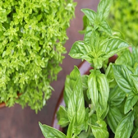 ریحان معجزه طبیعت سیب آس