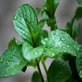 سوسنبر و خواص باورنکردی آن سیب آس