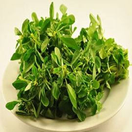 شنبلیله، گیاهی با خواص متعدد سیب آس