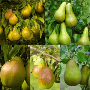 میوه گلابی سیب آس