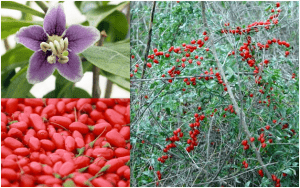 میوه گوجی بری سیب آس