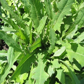 کاهوی وحشی سیب آس