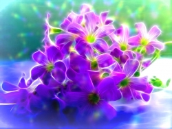 گل و انرژی‌های پنج‌گانه سیب آس