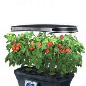گوجه گیلاسی سیب آس