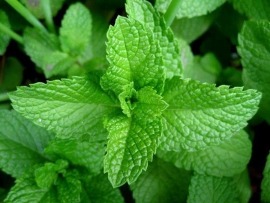 10 گياهي که نبايد در حياط خانه کاشته شود سیب آس