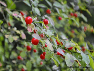 میوه زغال اخته 2 1Huckleberry