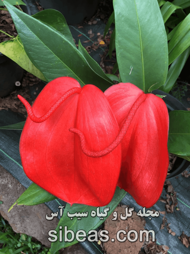 گل آنتوریوم یا گل فلامینگو | سیب آس