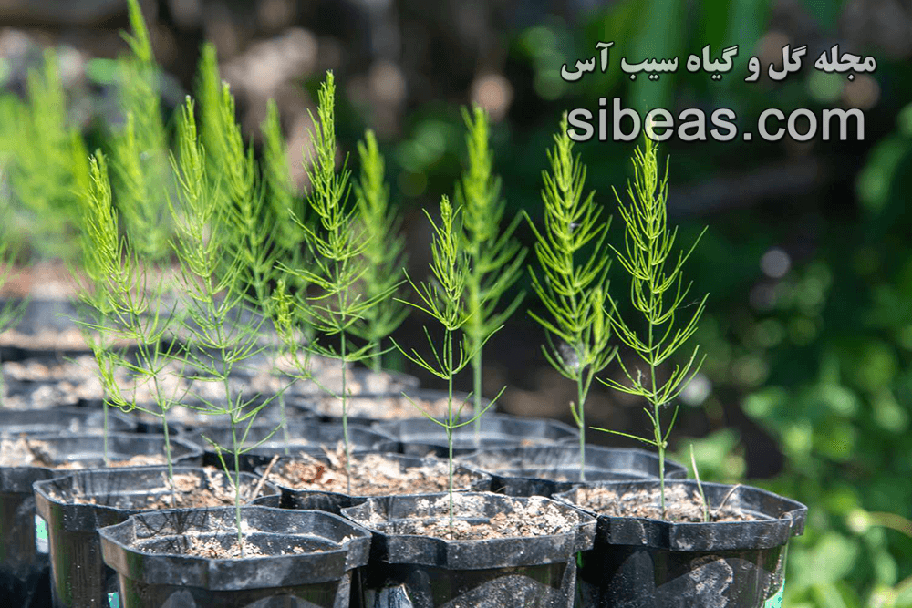 گیاه مارچوبه زبره | سیب آس