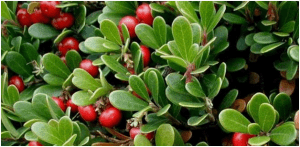 Bearberries