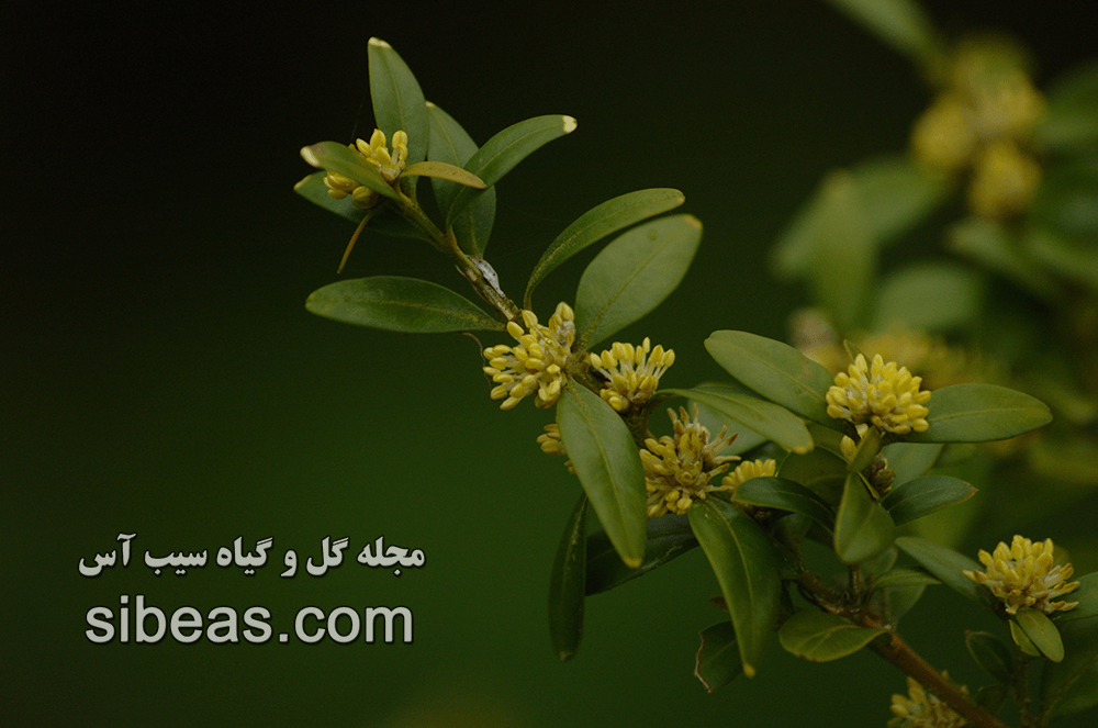 شمشاد معمولی | سیب آس
