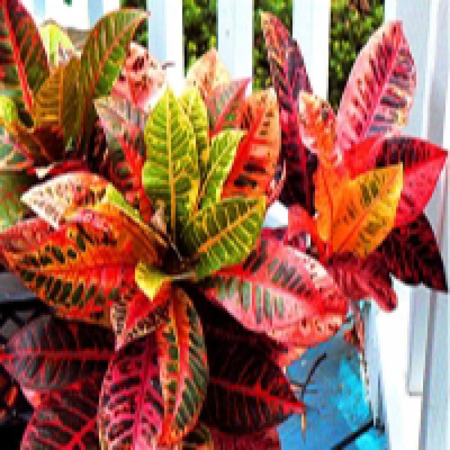 گیاه کروتن | سیب آس