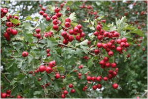 درختچه دیوخاریا خفچه 1 Crataegus monogyna