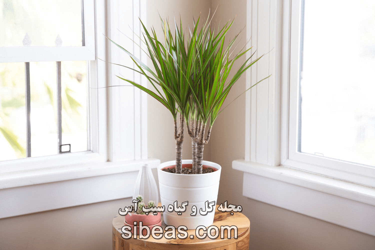 گیاه دراسنا پرچمی | سیب آس