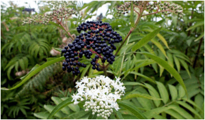 میوه آقطی سیاه 1 Elderberry