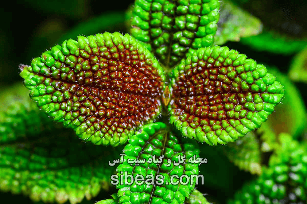 گیاه دوستی | سیب آس