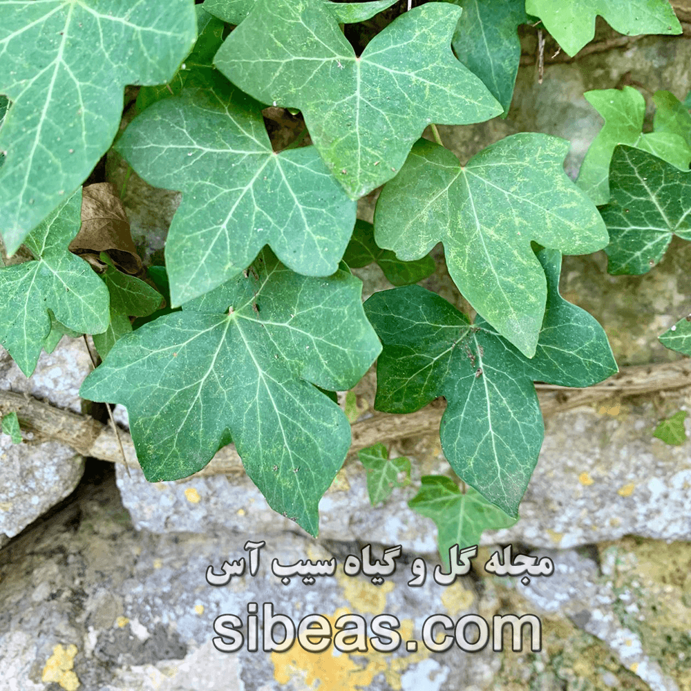 گیاه پاپیتال ابلق | سیب آس
