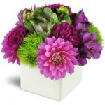 Hello, Dahlias
