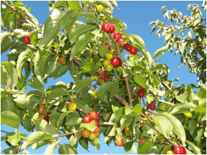 میوه زغال اخته 1 Huckleberry