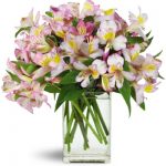 Lively Lilies