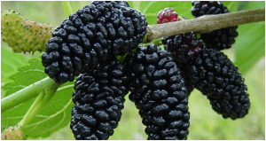 Morus alba