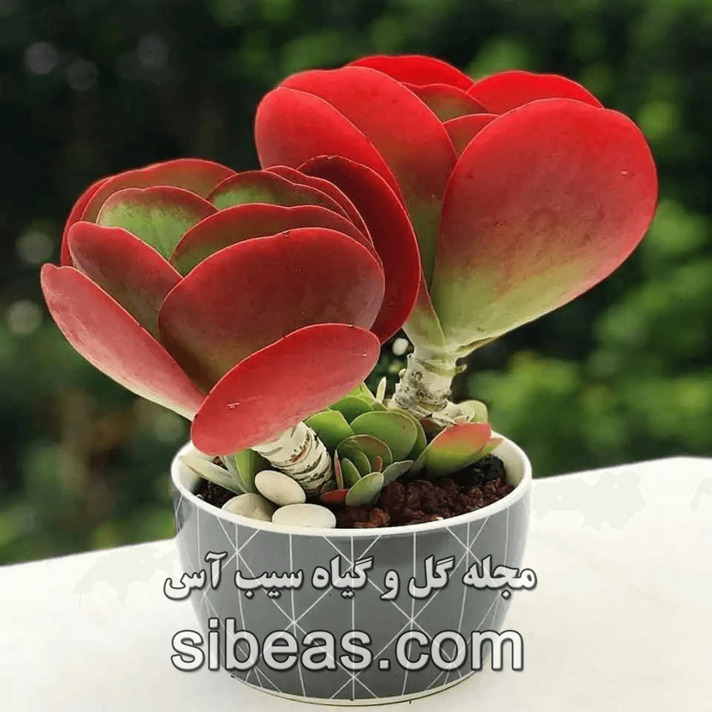 کالانکوئه تیرسیفلورا | سیب آس