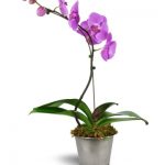 دسته گل سالگرد؛ انتخابی عاشقانه با گل های بنفش 25 Phalaenopsis Orchid