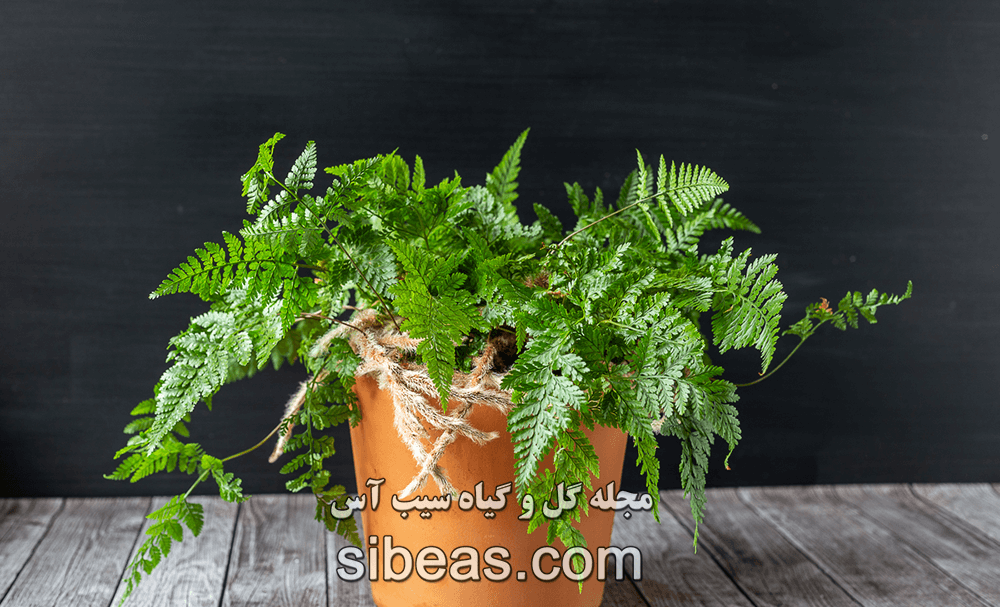 گیاه سرخس پا خرگوشی | سیب آس