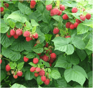 میوه تمشک 1 Raspberriessss
