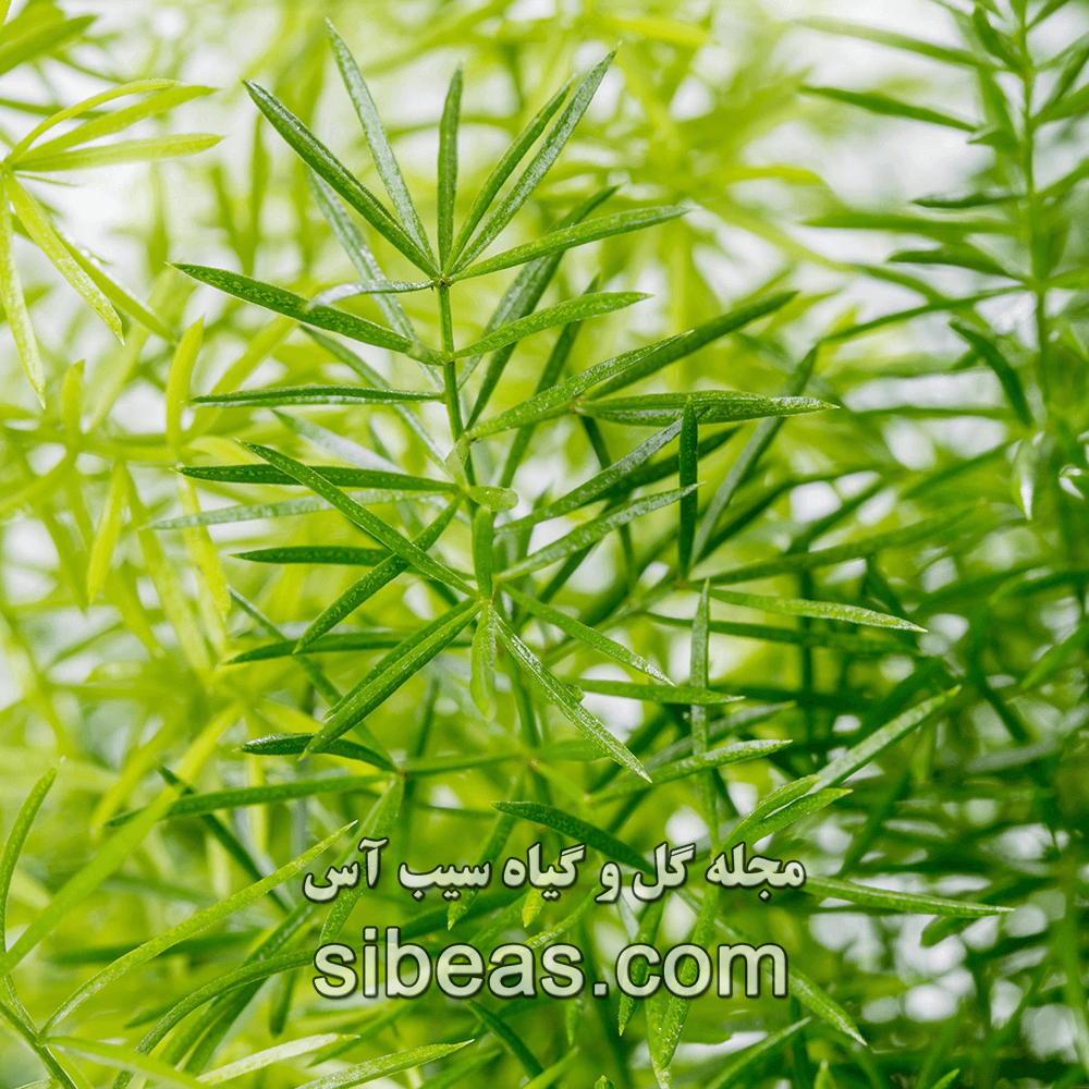 گیاه شویدی | سیب آس