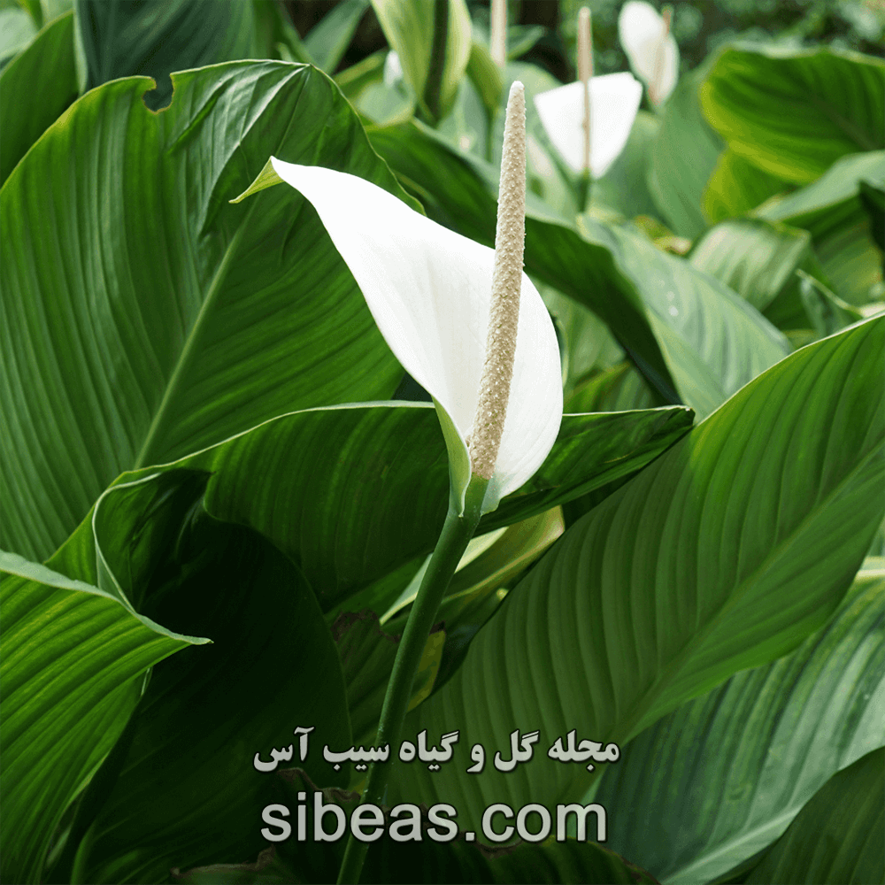 گیاه اسپاتی فیلوم مونا لو | سیب آس