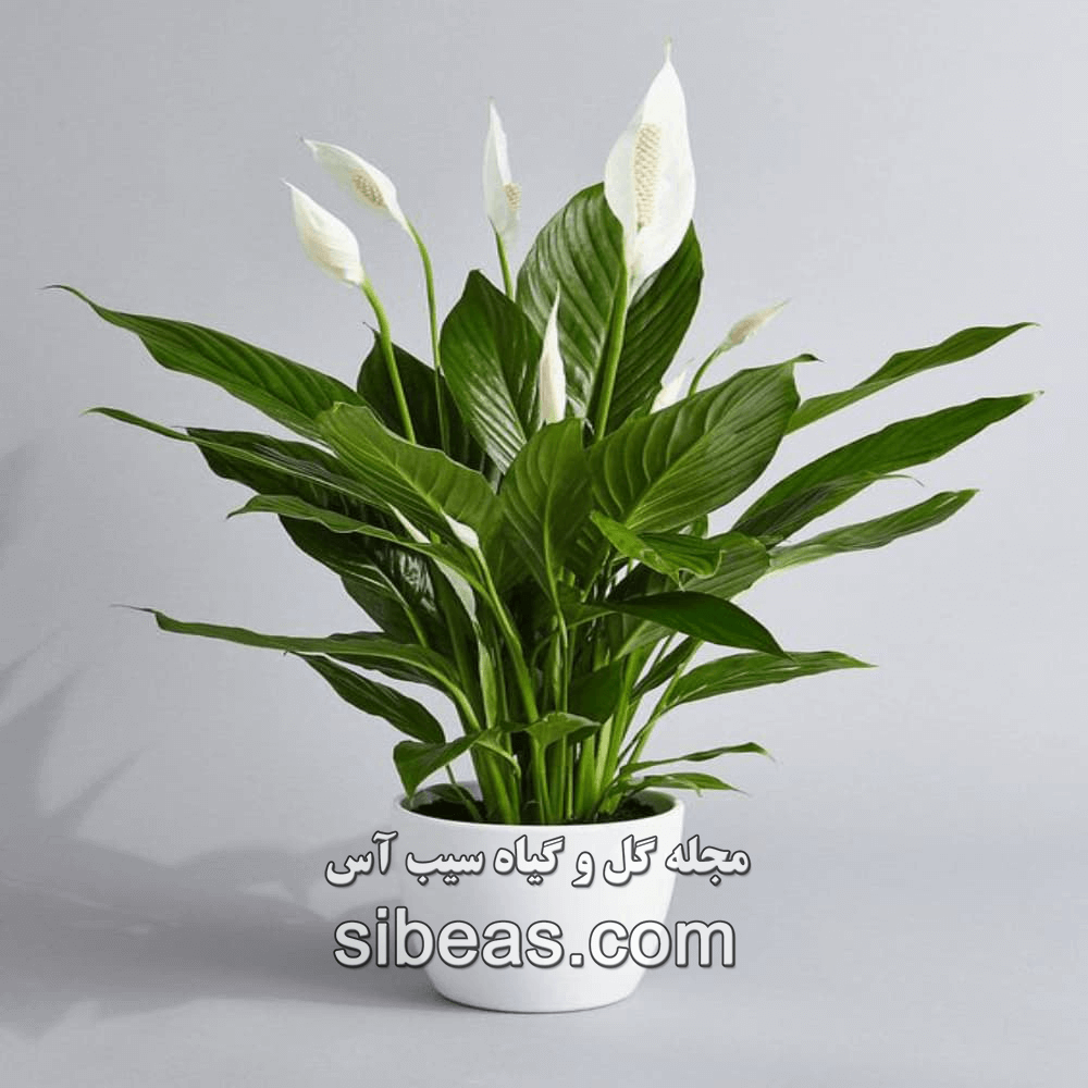 گیاه اسپاتی فیلوم | سیب آس