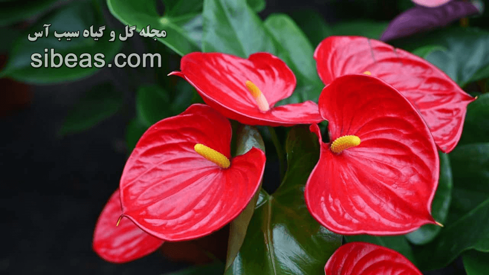 گیاه آنتوريوم آندرانوم | سیب آس