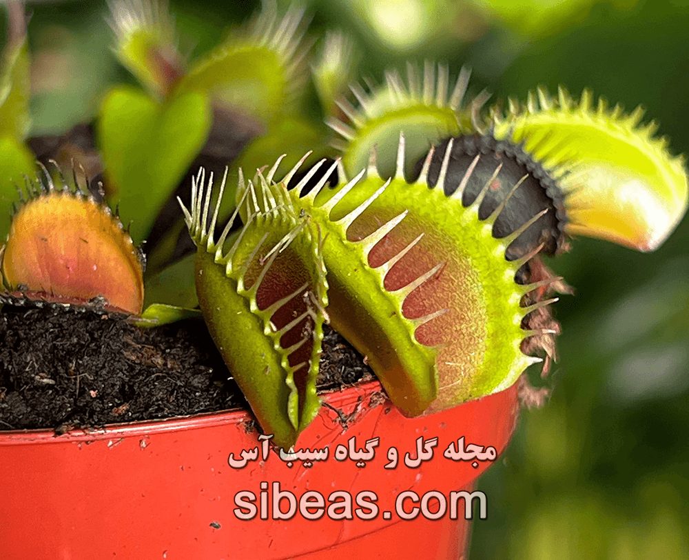 گیاه ونوس حشره خوار | سیب آس