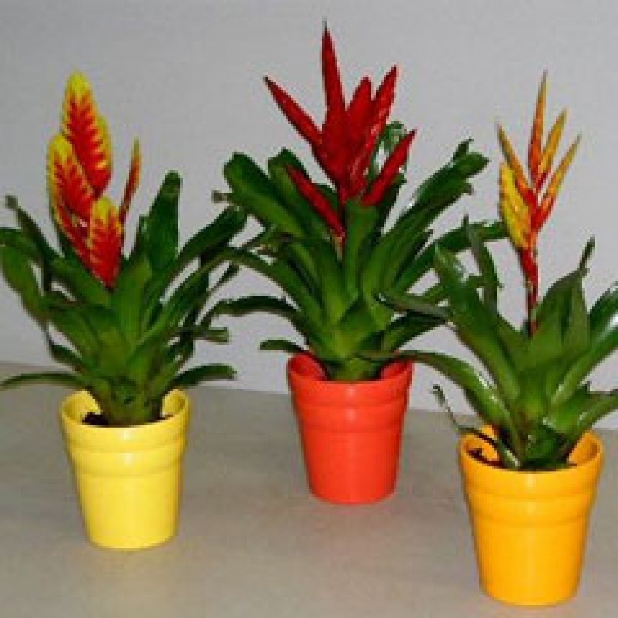 گیاه ورزیا اسپلندنس | سیب آس