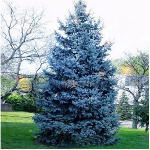 درخت کاج نوئل آبی 1 bluespruce