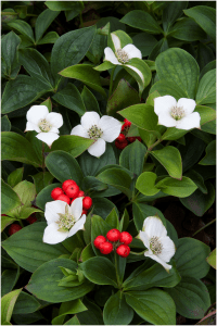 میوه تمشک سنگی 1 سیب آس bunchberry