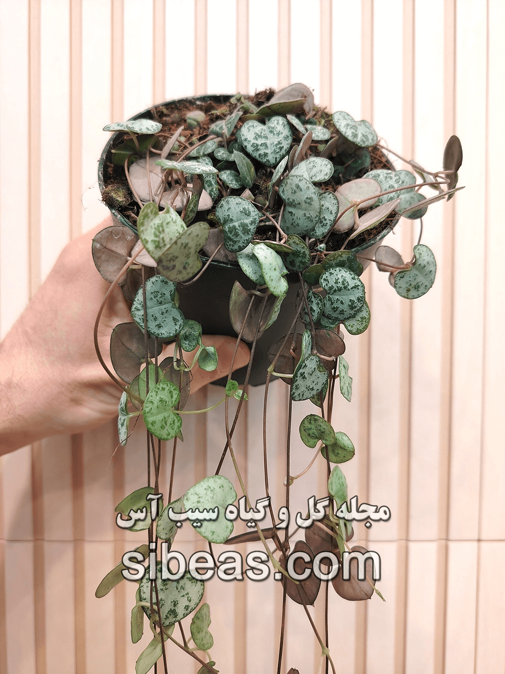 گیاه سرو پژیا | سیب آس